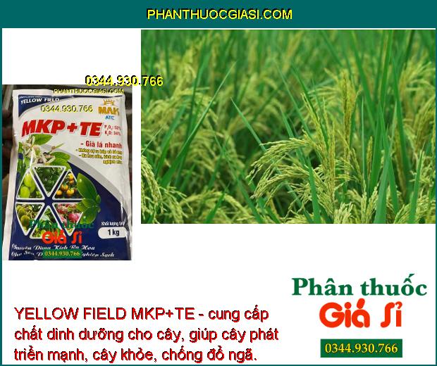 YELLOW FIELD MKP+TE - Chuyên Dùng Kích Ra Hoa Nghịch Mùa