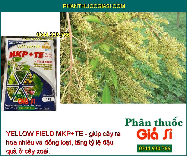 YELLOW FIELD MKP+TE - Chuyên Dùng Kích Ra Hoa Nghịch Mùa