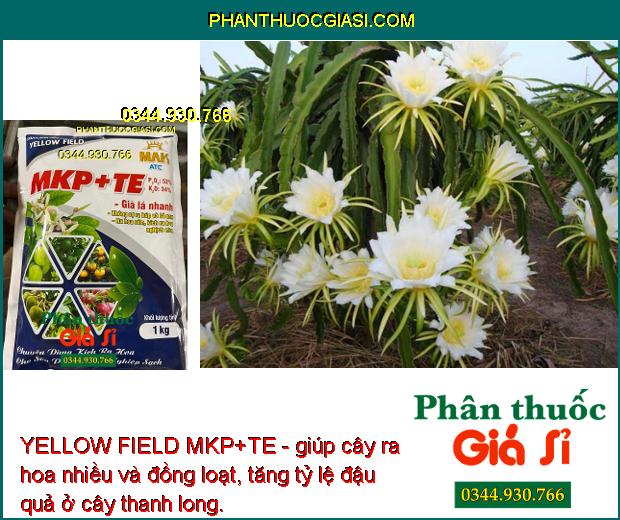 YELLOW FIELD MKP+TE - Chuyên Dùng Kích Ra Hoa Nghịch Mùa