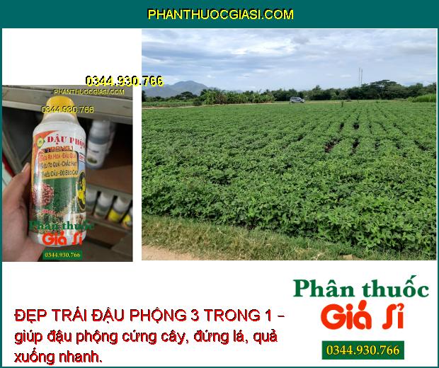 ĐẸP TRÁI ĐẬU PHỘNG 3 TRONG 1 – Siêu To Quả - Chắc Hạt - Nhiều Dầu