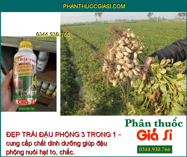 ĐẸP TRÁI ĐẬU PHỘNG 3 TRONG 1 – Siêu To Quả - Chắc Hạt - Nhiều Dầu