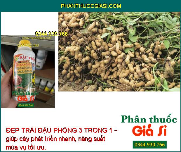 ĐẸP TRÁI ĐẬU PHỘNG 3 TRONG 1 – Siêu To Quả - Chắc Hạt - Nhiều Dầu