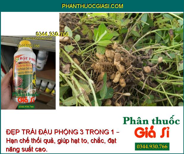 ĐẸP TRÁI ĐẬU PHỘNG 3 TRONG 1 – Siêu To Quả - Chắc Hạt - Nhiều Dầu