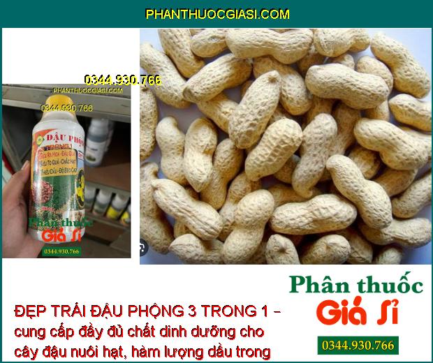 ĐẸP TRÁI ĐẬU PHỘNG 3 TRONG 1 – Siêu To Quả - Chắc Hạt - Nhiều Dầu