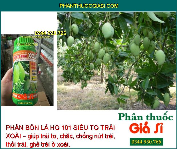 PHÂN BÓN LÁ HQ 101 SIÊU TO TRÁI XOÀI – TRÁI TO SÁNG BÓNG - CHỐNG NỨT TRÁI - THỐI TRÁI