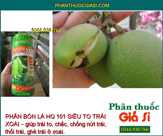 PHÂN BÓN LÁ HQ 101 SIÊU TO TRÁI XOÀI – TRÁI TO SÁNG BÓNG - CHỐNG NỨT TRÁI - THỐI TRÁI