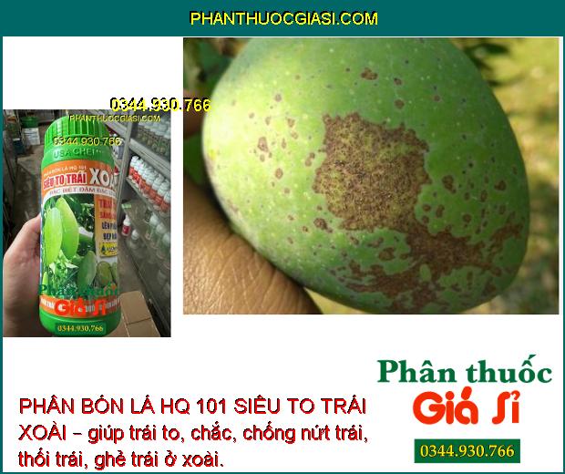 PHÂN BÓN LÁ HQ 101 SIÊU TO TRÁI XOÀI – TRÁI TO SÁNG BÓNG - CHỐNG NỨT TRÁI - THỐI TRÁI