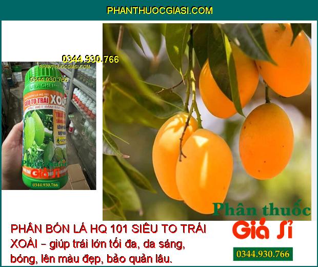 PHÂN BÓN LÁ HQ 101 SIÊU TO TRÁI XOÀI – TRÁI TO SÁNG BÓNG - CHỐNG NỨT TRÁI - THỐI TRÁI