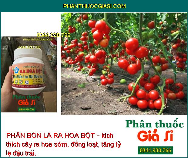 PHÂN BÓN LÁ RA HOA BỘT – Phân Hóa Mầm Hoa - Ra Hoa Đồng Loạt - Tăng Đậu Quả