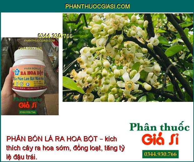 PHÂN BÓN LÁ RA HOA BỘT – Phân Hóa Mầm Hoa - Ra Hoa Đồng Loạt - Tăng Đậu Quả