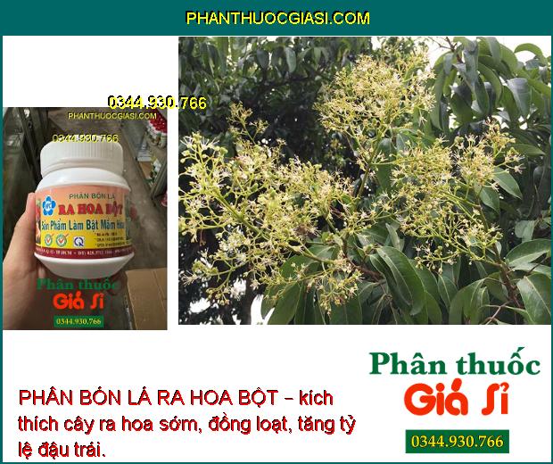 PHÂN BÓN LÁ RA HOA BỘT – Phân Hóa Mầm Hoa - Ra Hoa Đồng Loạt - Tăng Đậu Quả