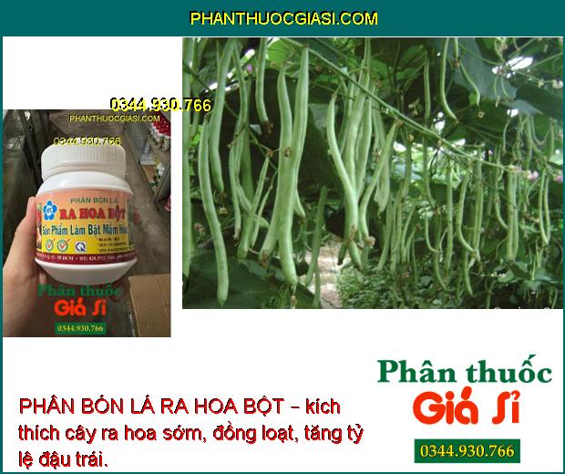 PHÂN BÓN LÁ RA HOA BỘT – Phân Hóa Mầm Hoa - Ra Hoa Đồng Loạt - Tăng Đậu Quả