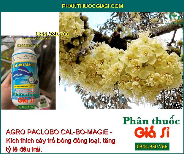 AGRO PACLOBO CAL-BO-MAGIE - Trổ Bông Đồng Loạt - Tăng Thụ Phấn - Hạn Chế Rụng Trái