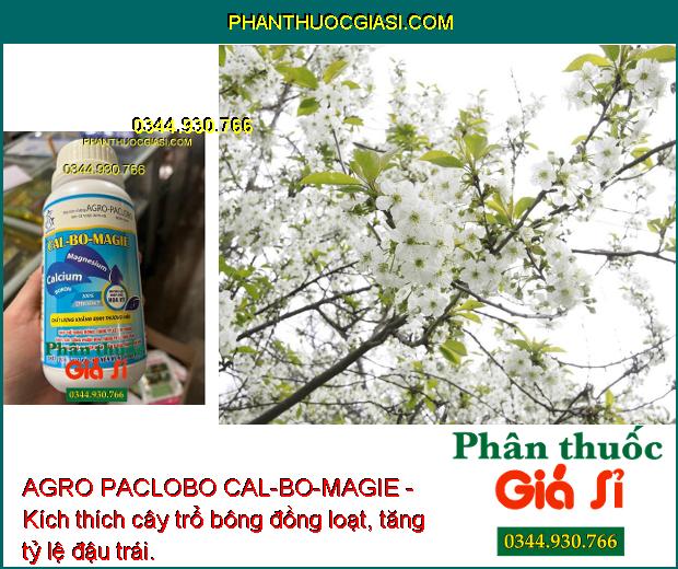 AGRO PACLOBO CAL-BO-MAGIE - Trổ Bông Đồng Loạt - Tăng Thụ Phấn - Hạn Chế Rụng Trái