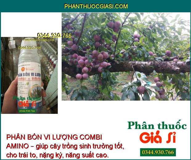 PHÂN BÓN VI LƯỢNG COMBI AMINO – Lá Xanh Dày - Mập Chồi Thân To - Trái To Nặng Ký