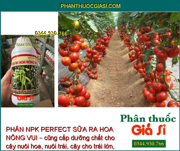 PHÂN NPK PERFECT SỮA RA HOA NÔNG VUI – Hoa Ra Đồng Loạt - Mập Khỏe - Tăng Đậu Trái