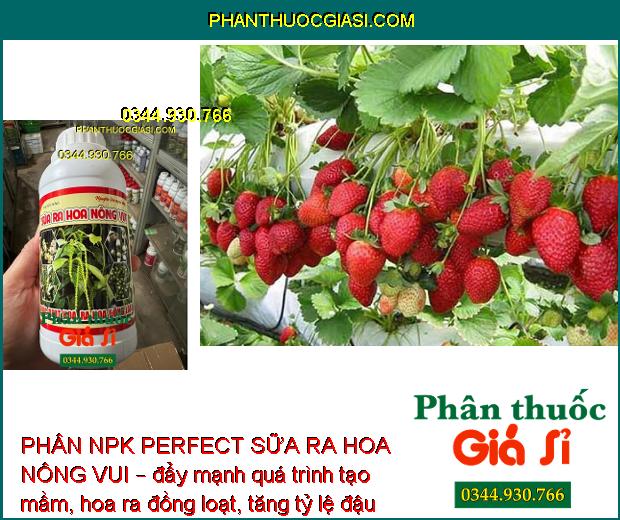 PHÂN NPK PERFECT SỮA RA HOA NÔNG VUI – Hoa Ra Đồng Loạt - Mập Khỏe - Tăng Đậu Trái