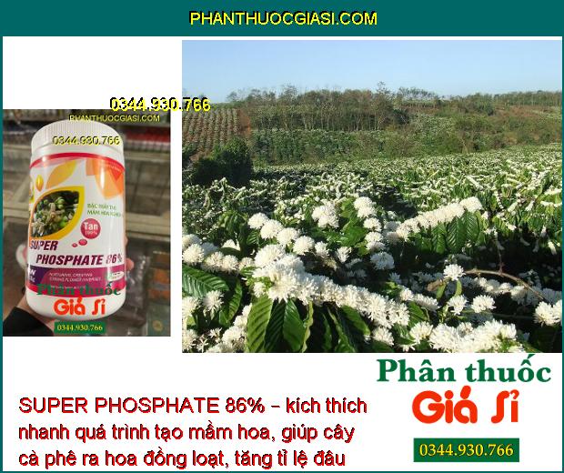 SUPER PHOSPHATE 86% – Chuyên Tạo Mầm Hoa Vụ Nghịch - Ức chế ngọn - Hạn Chế Đi Đọt