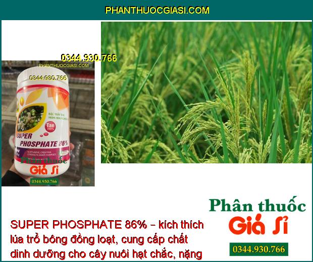 SUPER PHOSPHATE 86% – Chuyên Tạo Mầm Hoa Vụ Nghịch - Ức chế ngọn - Hạn Chế Đi Đọt