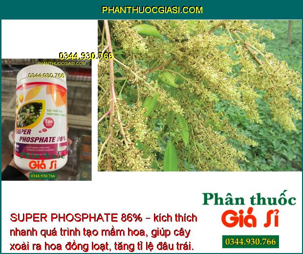 SUPER PHOSPHATE 86% – Chuyên Tạo Mầm Hoa Vụ Nghịch - Ức chế ngọn - Hạn Chế Đi Đọt