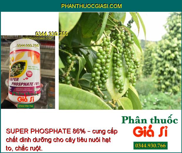 SUPER PHOSPHATE 86% – Chuyên Tạo Mầm Hoa Vụ Nghịch - Ức chế ngọn - Hạn Chế Đi Đọt