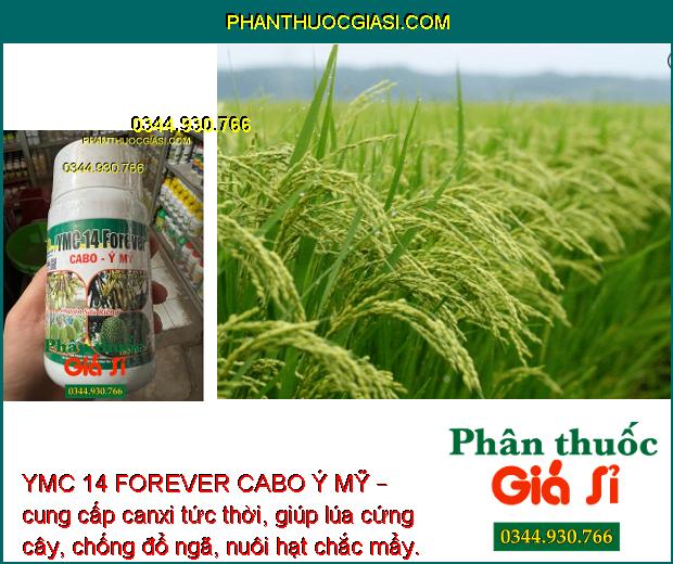 YMC 14 FOREVER CABO Ý MỸ – Tăng Đậu Trái - Chống Nứt Trái - Thối Đít Trái Cây Sầu Riêng