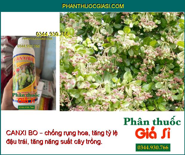 CANXI BO – Chống Rụng Hoa - Hạt Chắc Thịt - Chống Nứt Hạt - Chuyên Dùng Cho Cây Điều