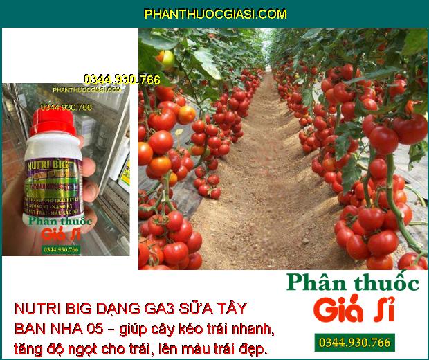 NUTRI BIG DẠNG GA3 SỮA TÂY BAN NHA 05 – Kéo Trái Nhanh - Nặng Ký - Hạn Chế Nứt Trái - Trái Bóng Đẹp