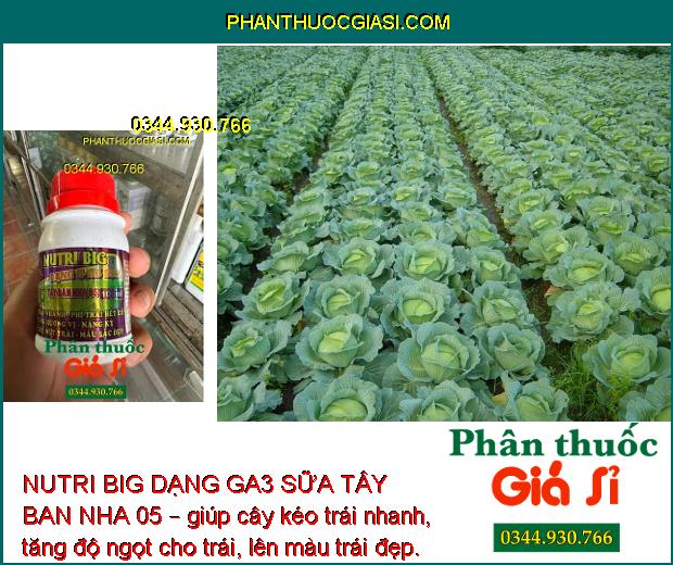 NUTRI BIG DẠNG GA3 SỮA TÂY BAN NHA 05 – Kéo Trái Nhanh - Nặng Ký - Hạn Chế Nứt Trái - Trái Bóng Đẹp