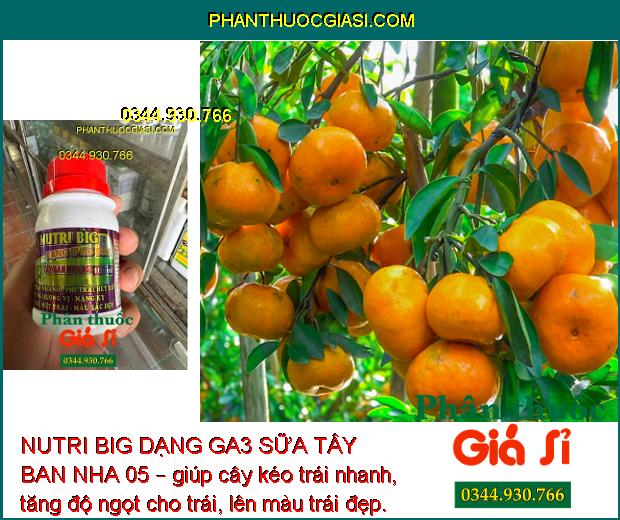 NUTRI BIG DẠNG GA3 SỮA TÂY BAN NHA 05 – Kéo Trái Nhanh - Nặng Ký - Hạn Chế Nứt Trái - Trái Bóng Đẹp