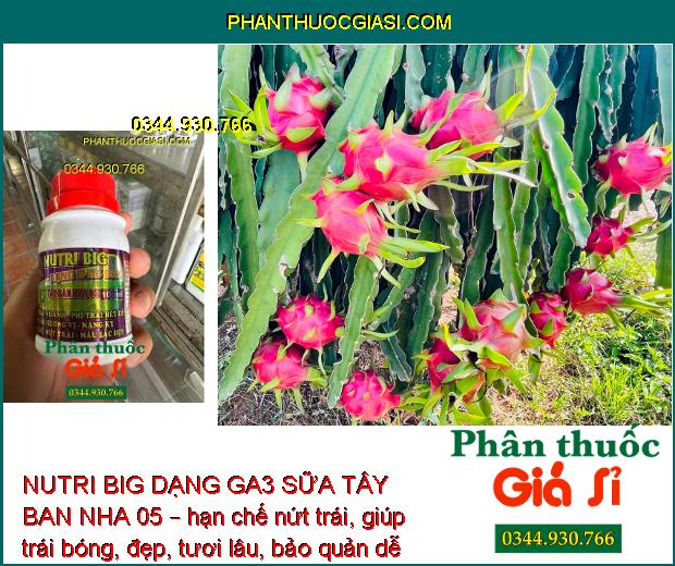 NUTRI BIG DẠNG GA3 SỮA TÂY BAN NHA 05 – Kéo Trái Nhanh - Nặng Ký - Hạn Chế Nứt Trái - Trái Bóng Đẹp