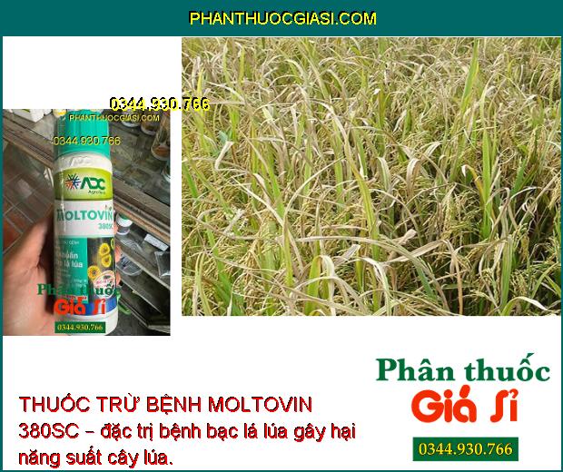 THUỐC TRỪ BỆNH MOLTOVIN 380SC – Đặc Trị Vi Khuẩn -  Bạc Lá Lúa