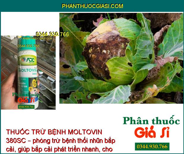 THUỐC TRỪ BỆNH MOLTOVIN 380SC – Đặc Trị Vi Khuẩn -  Bạc Lá Lúa