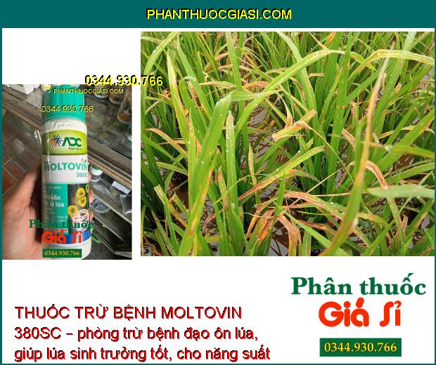 THUỐC TRỪ BỆNH MOLTOVIN 380SC – Đặc Trị Vi Khuẩn -  Bạc Lá Lúa