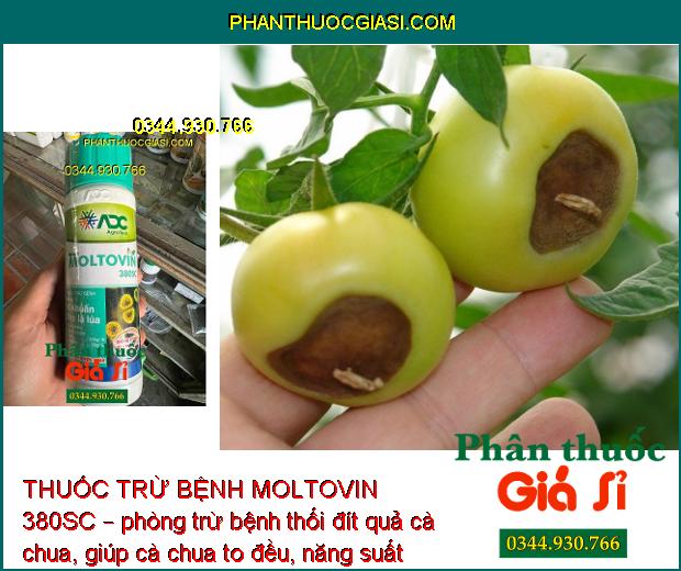 THUỐC TRỪ BỆNH MOLTOVIN 380SC – Đặc Trị Vi Khuẩn -  Bạc Lá Lúa