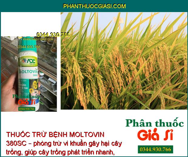 THUỐC TRỪ BỆNH MOLTOVIN 380SC – Đặc Trị Vi Khuẩn -  Bạc Lá Lúa