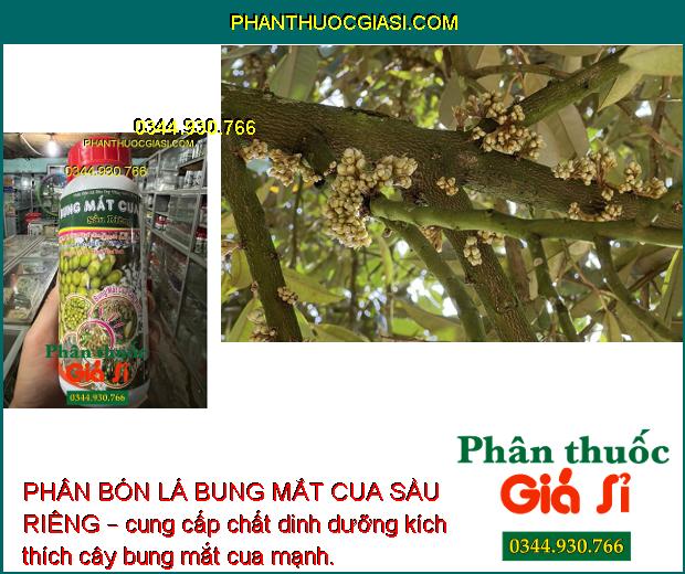 PHÂN BÓN LÁ BUNG MẮT CUA SẦU RIÊNG – KÉO BÔNG CỰC MẠNH – TĂNG TỶ LỆ ĐẬU TRÁI