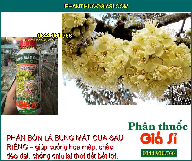 PHÂN BÓN LÁ BUNG MẮT CUA SẦU RIÊNG – KÉO BÔNG CỰC MẠNH – TĂNG TỶ LỆ ĐẬU TRÁI