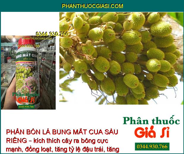 PHÂN BÓN LÁ BUNG MẮT CUA SẦU RIÊNG – KÉO BÔNG CỰC MẠNH – TĂNG TỶ LỆ ĐẬU TRÁI