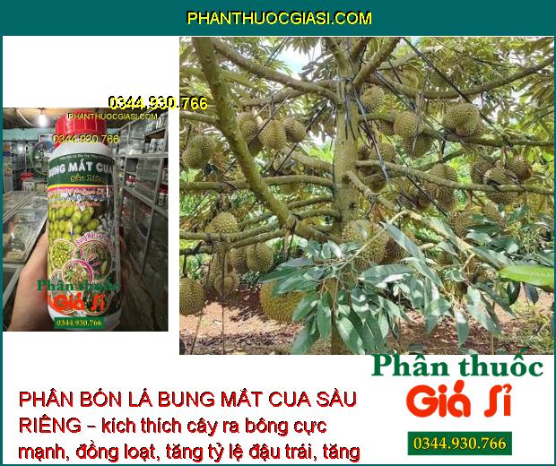 PHÂN BÓN LÁ BUNG MẮT CUA SẦU RIÊNG – KÉO BÔNG CỰC MẠNH – TĂNG TỶ LỆ ĐẬU TRÁI