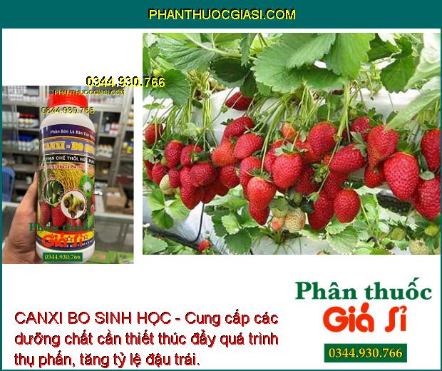 CANXI BO SINH HỌC - Tăng Tỷ Lệ Đậu Trái - Chống Thối Trái - Dùng Cho Mọi Loại Cây Trồng