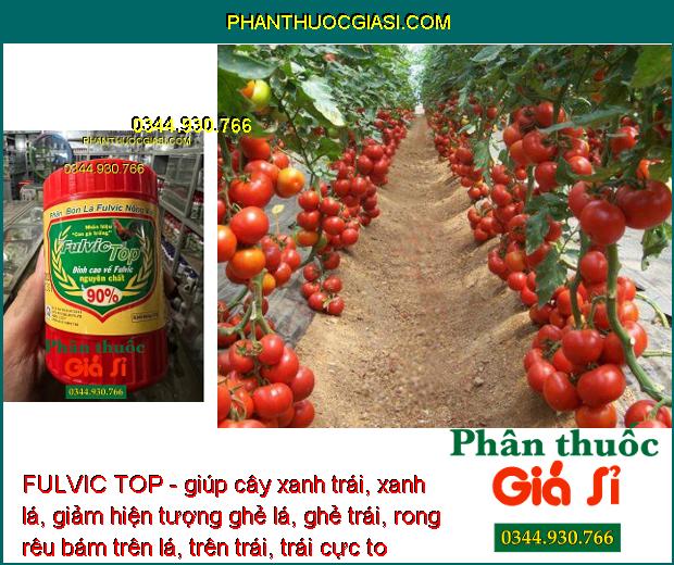 FULVIC TOP - giúp cây xanh trái, xanh lá, giảm hiện tượng ghẻ lá, ghẻ trái, rong rêu bám trên lá, trên trái, trái cực to