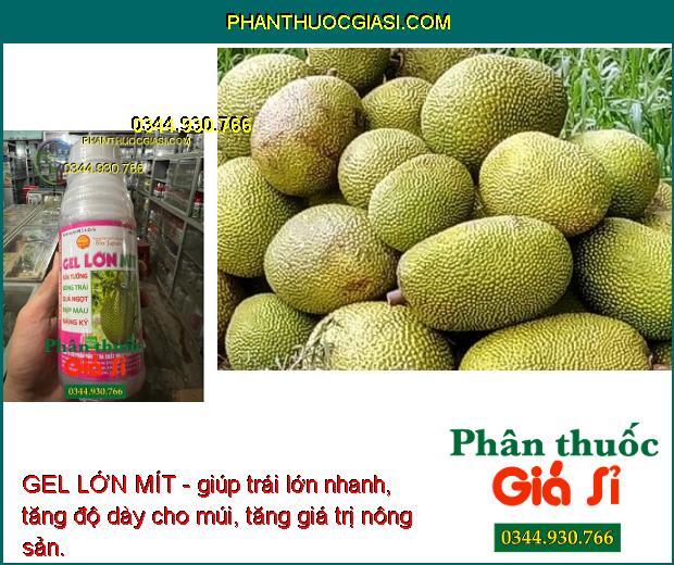 GEL LỚN MÍT - giúp trái lớn nhanh, tăng độ dày cho múi, tăng giá trị nông sản.