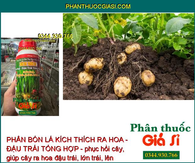 PHÂN BÓN LÁ KÍCH THÍCH RA HOA - ĐẬU TRÁI TỔNG HỢP - phục hồi cây, giúp cây ra hoa đậu trái, lớn trái, lên màu trái chắc sáng, tăng độ ngọt.