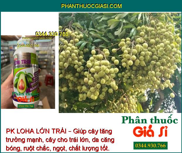 PK LOHA LỚN TRÁI – Giúp cây tăng trưởng mạnh, cây cho trái lớn, da căng bóng, ruột chắc, ngọt, chất lượng tốt.