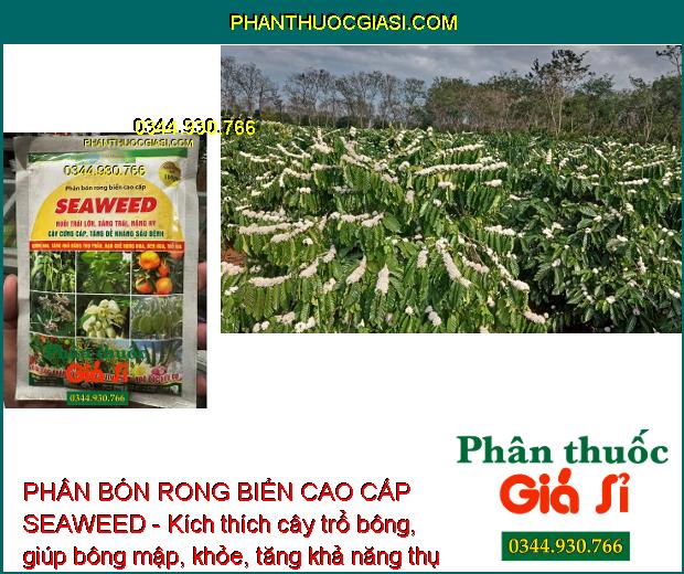 PHÂN BÓN RONG BIỂN CAO CẤP SEAWEED - Nuôi Trái Lớn - Sáng Trái - Nặng Ký