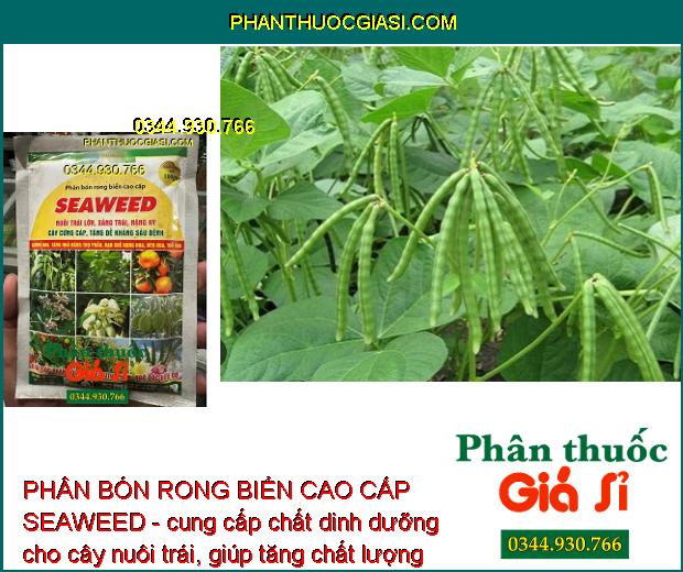 PHÂN BÓN RONG BIỂN CAO CẤP SEAWEED - Nuôi Trái Lớn - Sáng Trái - Nặng Ký