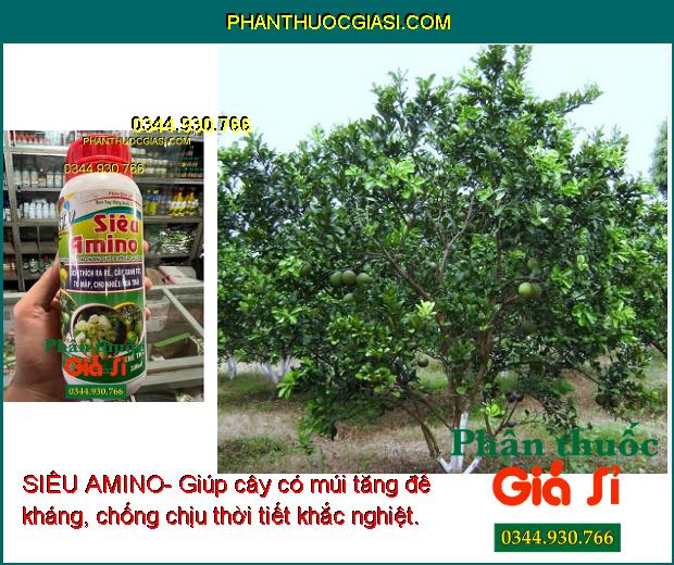 SIÊU AMINO- Kích Thích Ra Rễ - Cây Xanh Tốt - Nhiều Hoa Trái