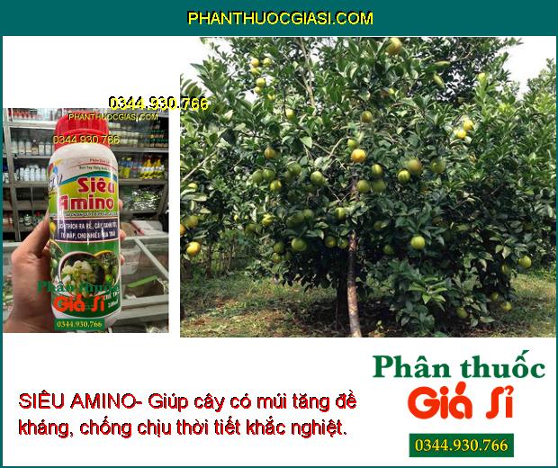 SIÊU AMINO- Kích Thích Ra Rễ - Cây Xanh Tốt - Nhiều Hoa Trái