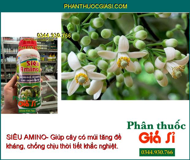 SIÊU AMINO- Kích Thích Ra Rễ - Cây Xanh Tốt - Nhiều Hoa Trái